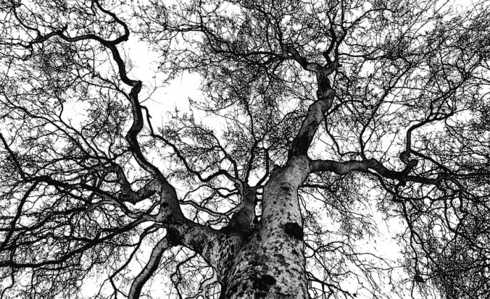 branches low angle black white