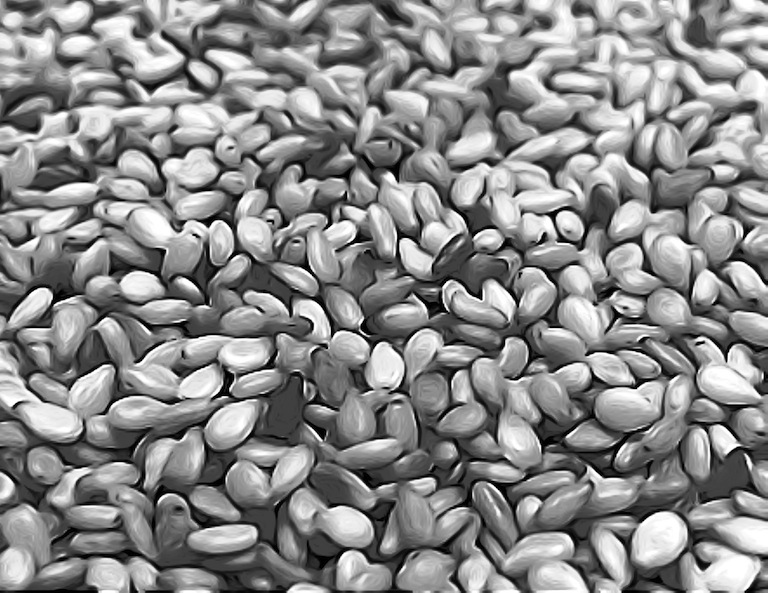 sesame seeds black white close-up